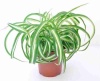 Хлорофитум Бонни