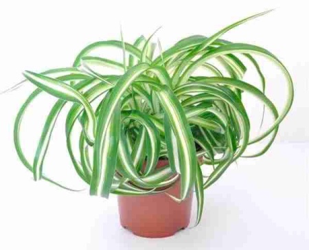 Хлорофитум Бонни