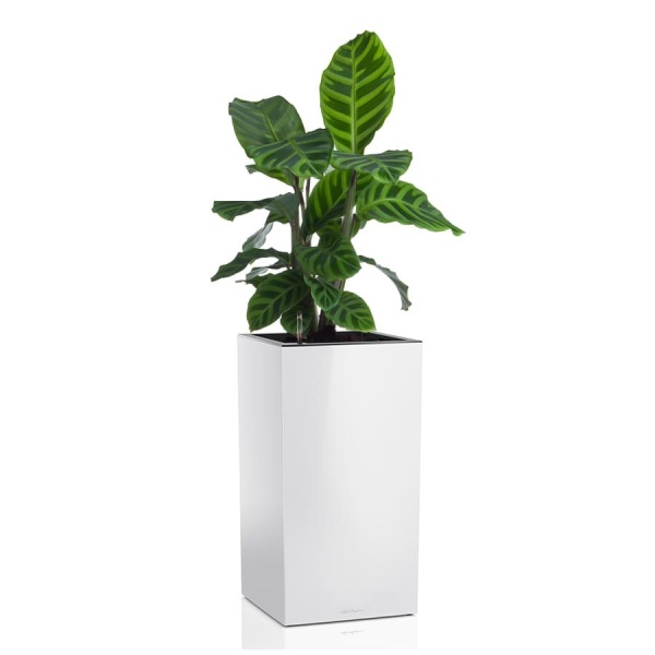 Кашпо Lechuza Canto Column