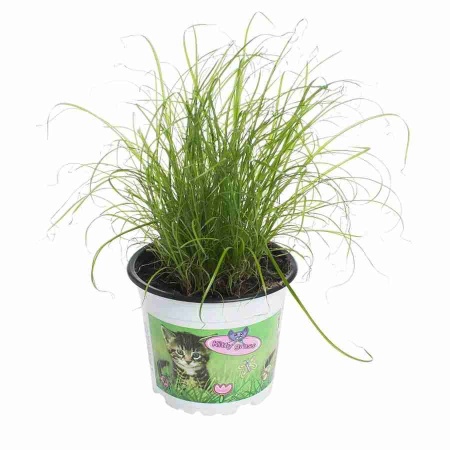 Циперус Зумила