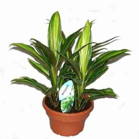 Кордилина Киви