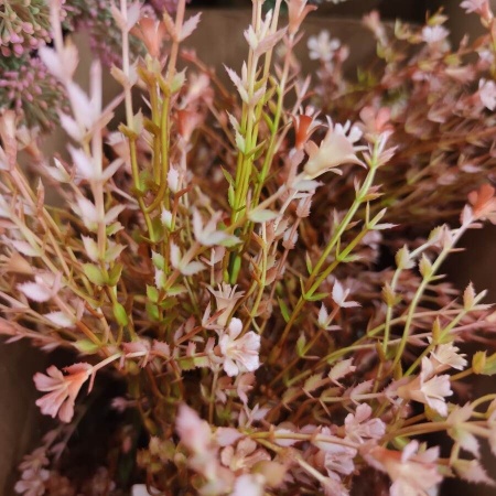 Вереск искусственный