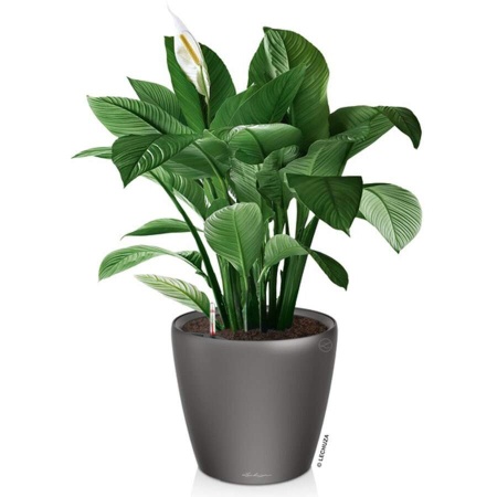 Кашпо Lechuza Classico LS