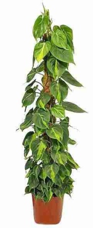 Филодендрон Сканденс моссток