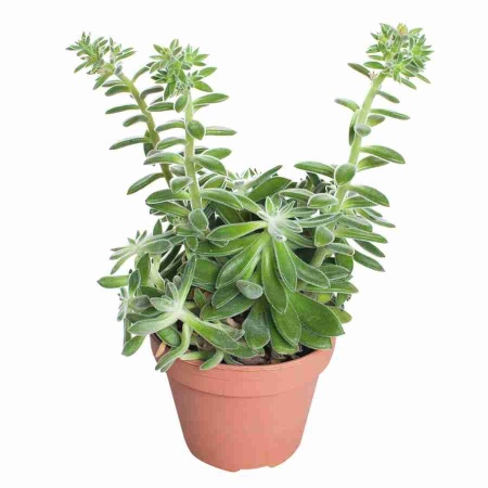 Эхеверия Пилоса