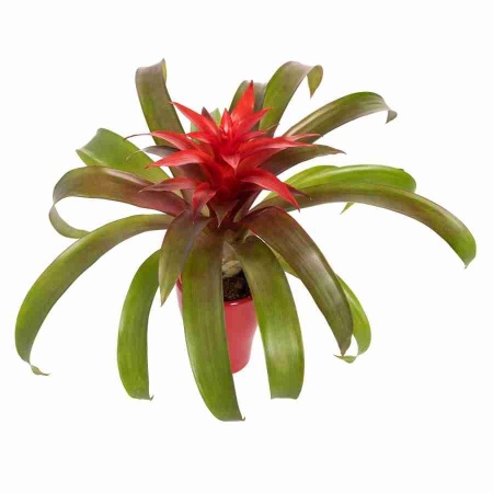 Гузмания Оптима