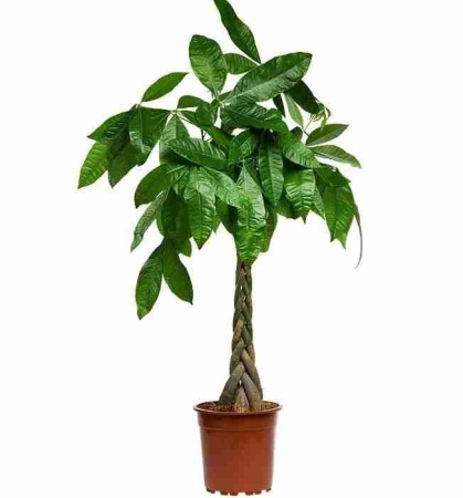 Пахира Акватика 5 ст