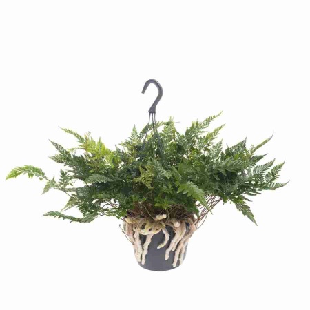 Даваллия ампельная