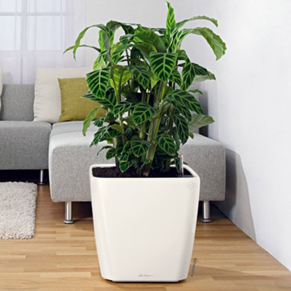 Кашпо Lechuza Quadro LS