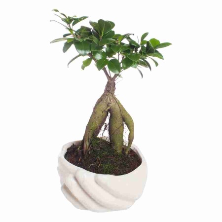 Фикус микрокарпа