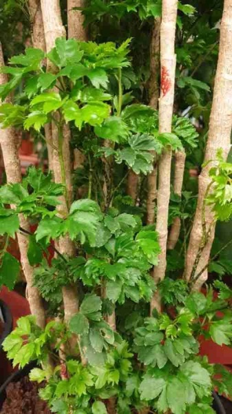 Комнатное дерево Полисциас Робл