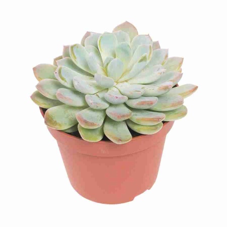 Эхеверия Лау