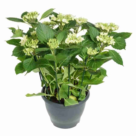 Гортензия All Summer Beauty