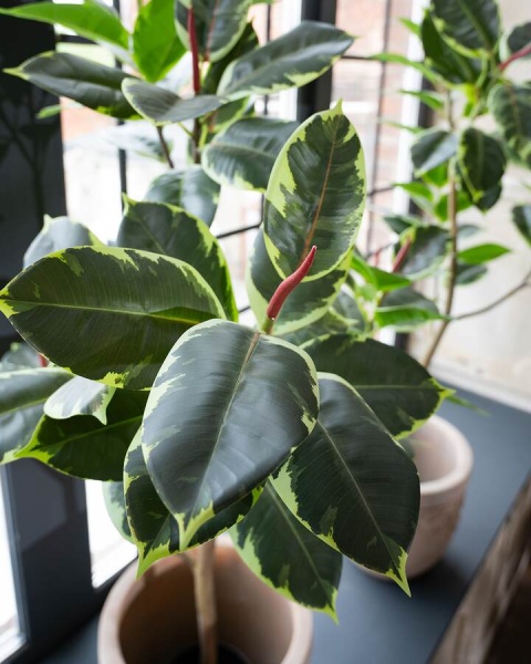 Фикус Робуста искусственный