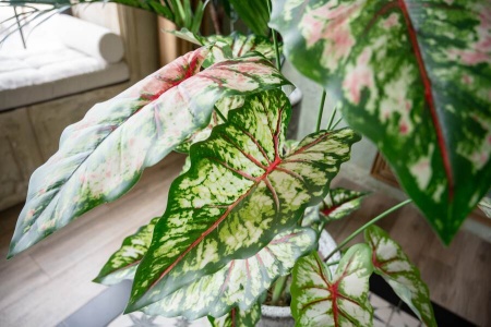 Алоказия искусственная