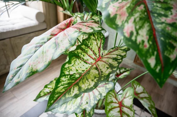 Алоказия искусственная