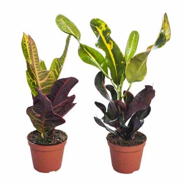 Кодиеум Петра