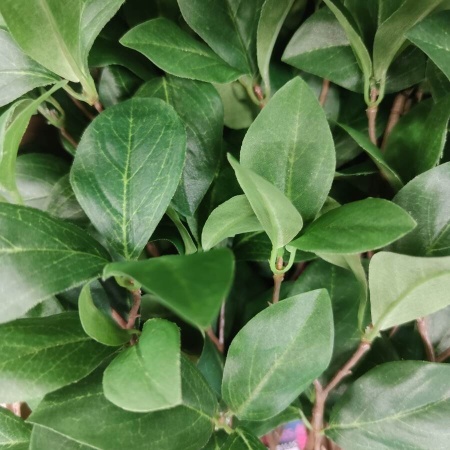 Энкиантус ветка искусственная