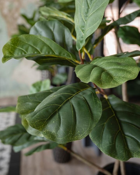 Фикус Лирата искусственный