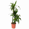 Драцена фрагранс Джанет Крейг 3 ствола