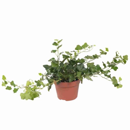 Хедера хеликс Шамрок