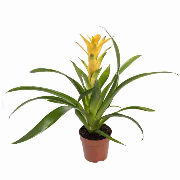 Гузмания Диана