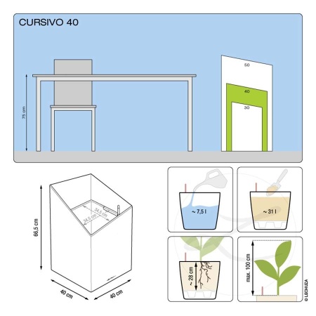 Лечуза Курсиво