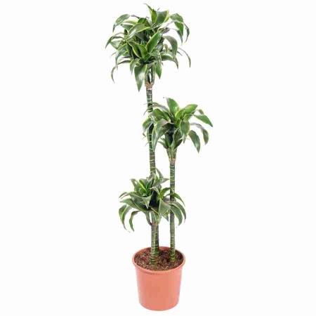 Драцена фрагранс Дорадо 3 ст