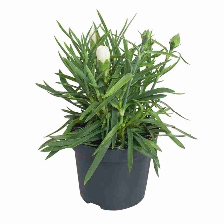 Гвоздика Дина