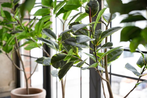 Фикус Робуста искусственный