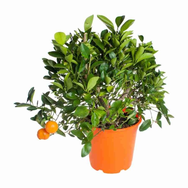 Мандариновое дерево