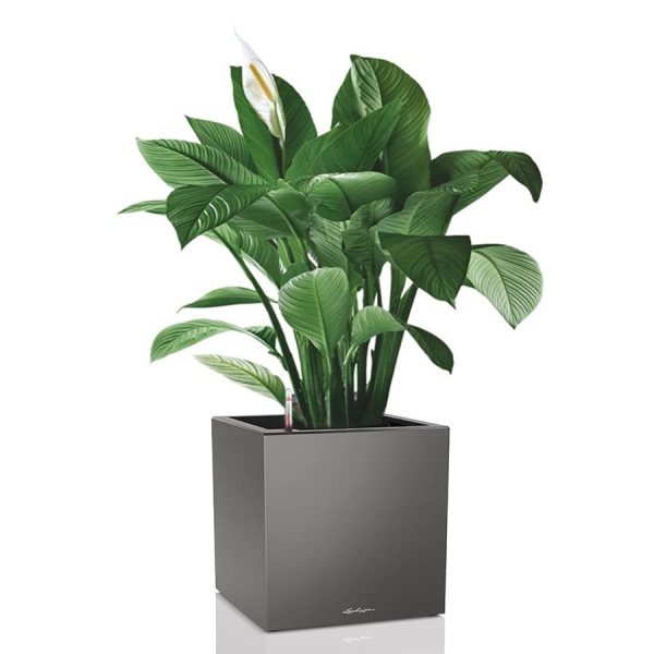 Кашпо Lechuza Canto Cube