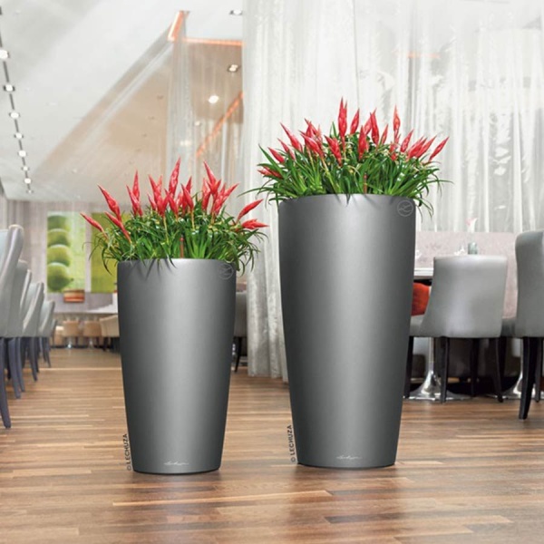 Лечуза Рондо