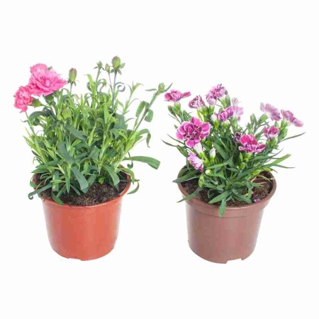 Гвоздика диантус