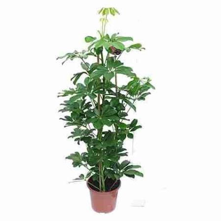 Шеффлера Компакта на опоре