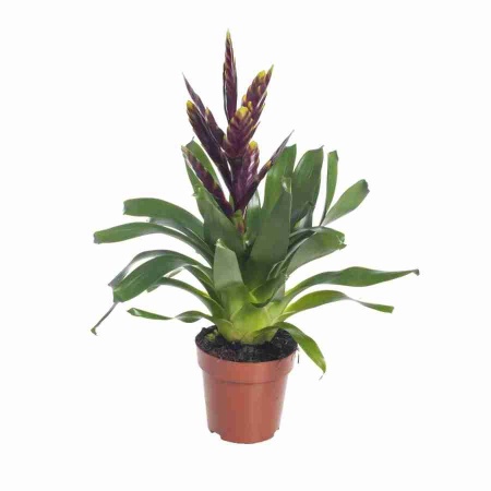 Вриезия Вог