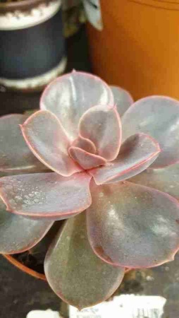 Эхеверия Перл Фон Нюрнберг фото