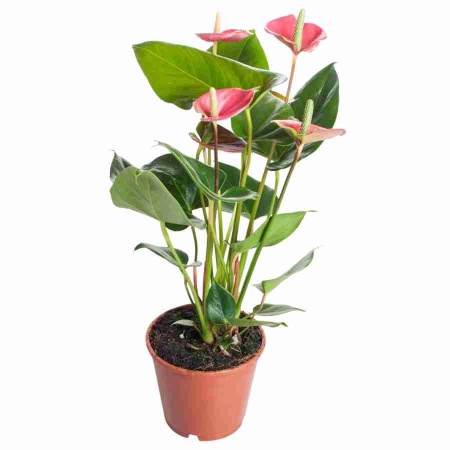 Антуриум андрианум Анквила