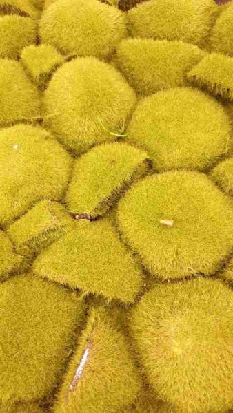 Мох с кочками