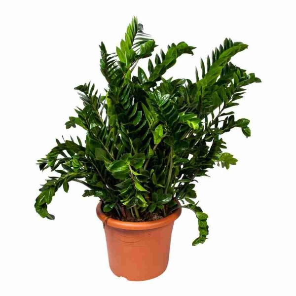 Замиокулькас