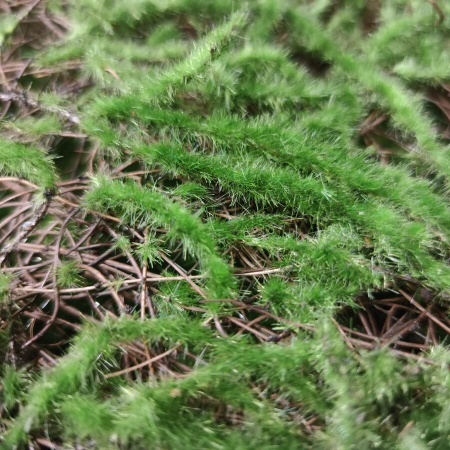 Искусственный самшит для декора