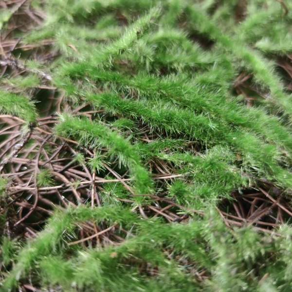 Искусственный самшит для декора