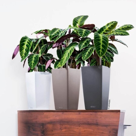 Кашпо Lechuza Cubico Color