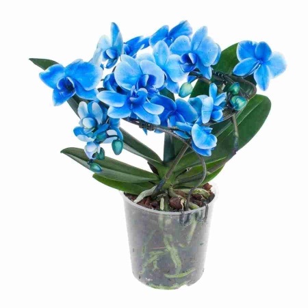 Фаленопсис королевский Голубой энжел 2 ст