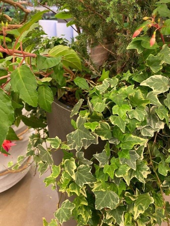 Хедера хеликс Голд Чайлд фото