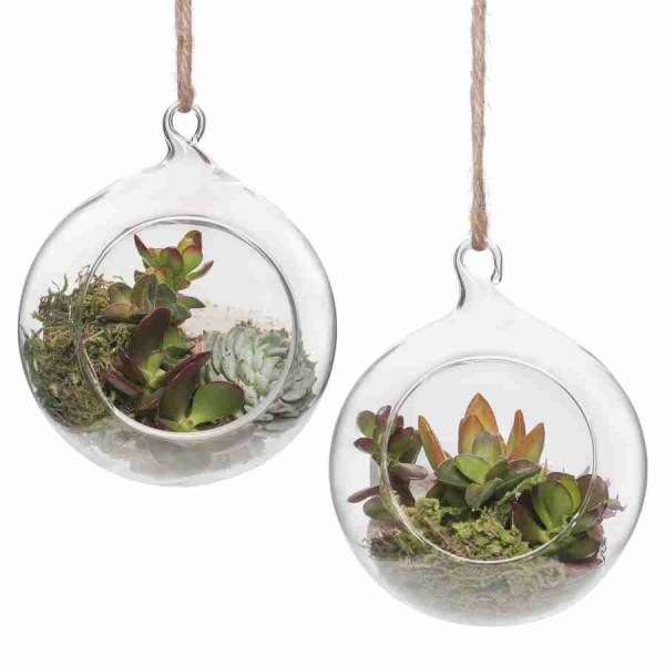 Крассула Овата Сансет