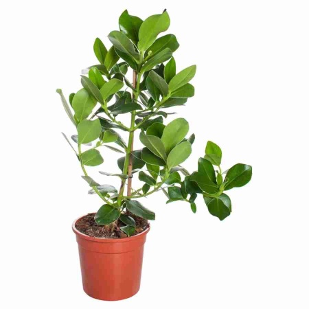 Клузия росеа Принцесс