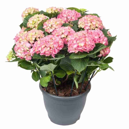 Гортензия Леммонхофф 