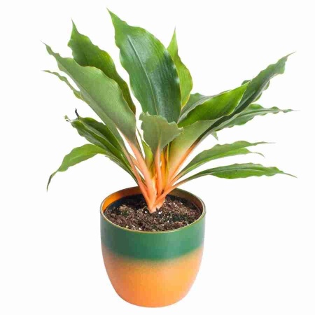 Хлорофитум Грин Оранж