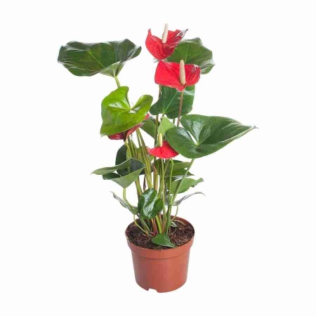 Антуриум андрианум Алабама